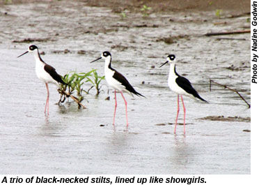 Black-necked stilts
