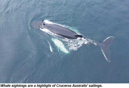 Cruceros Australis whale