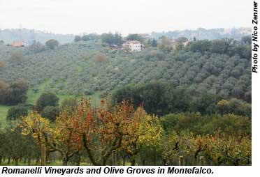 Romanelli Vineyards