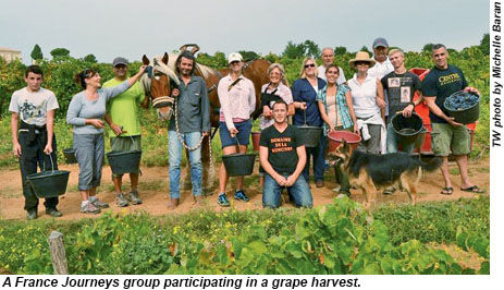 A France Journeys group participating in a grape harvest.