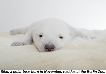 Siku