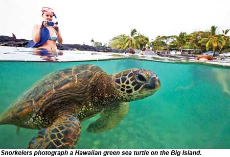 Snorkelers on the Big Island photograph a Hawaiian green sea turtle.