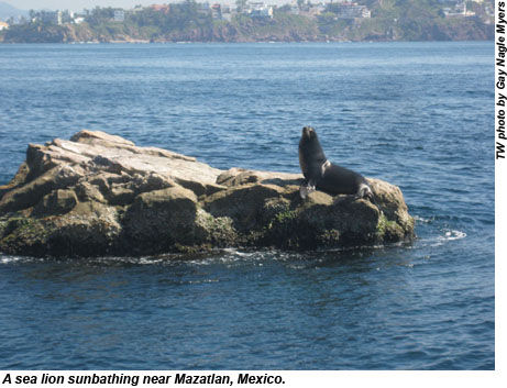 Mazatlan sealion