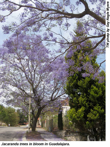 Jacaranda tree in Guadalajara