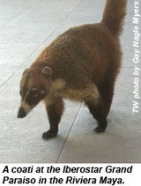 coati