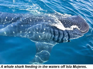 A whale shark