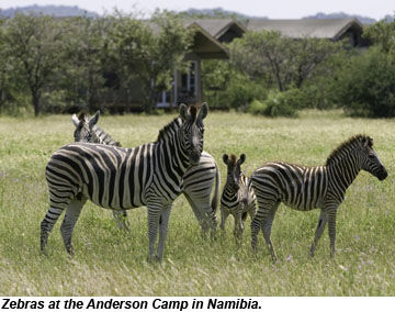 Zebras in Namibia