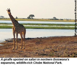 Chobe Giraffe