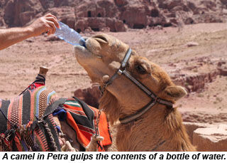 A camel in Petra, Jordan.