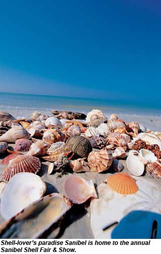 Shells on a beach in Sanibel, Florida