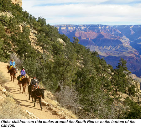 Grand Canyon mule rides