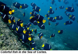 SeaofCortes-fish