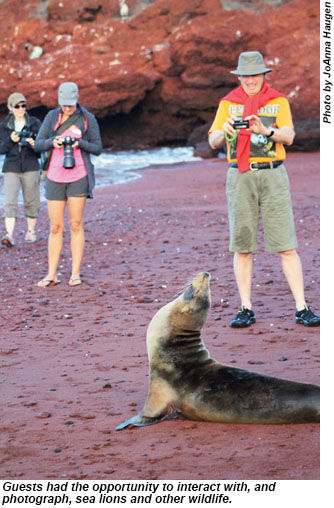 Interacting with sea lions