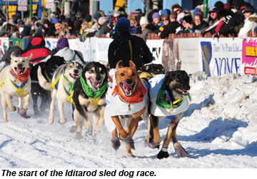 Iditarod sled dog race