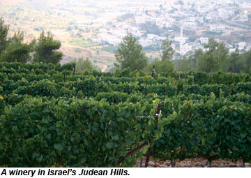 Winery in Judean Hills