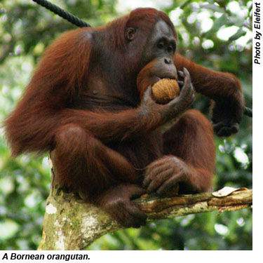 Borneo orangutan