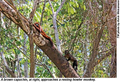 A brown capuchin, at right, approaches a resting howler monkey.
