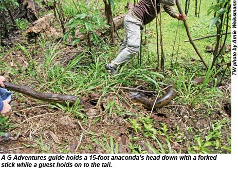 A G Adventures guide holds a 15-foot anacondas head down with a forked stick while a guest holds on to the tail.