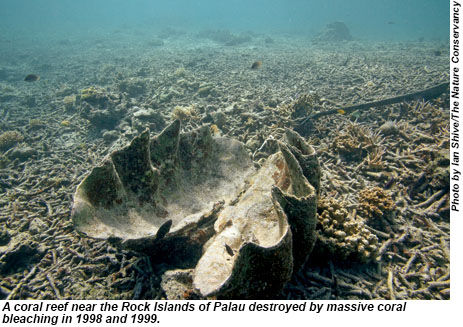 A coral reef near the Rock Islands of Palau destroyed by massive coral bleaching in 1998 and 1999.