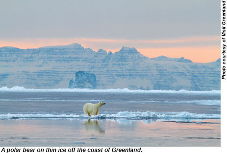 Polar Bear in Greenland