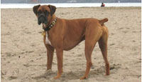Barkus