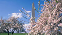CHERRY BLOSSOMS