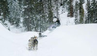 Triple Creek Dog Sledding