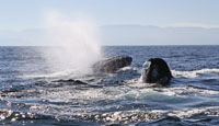 gray whales