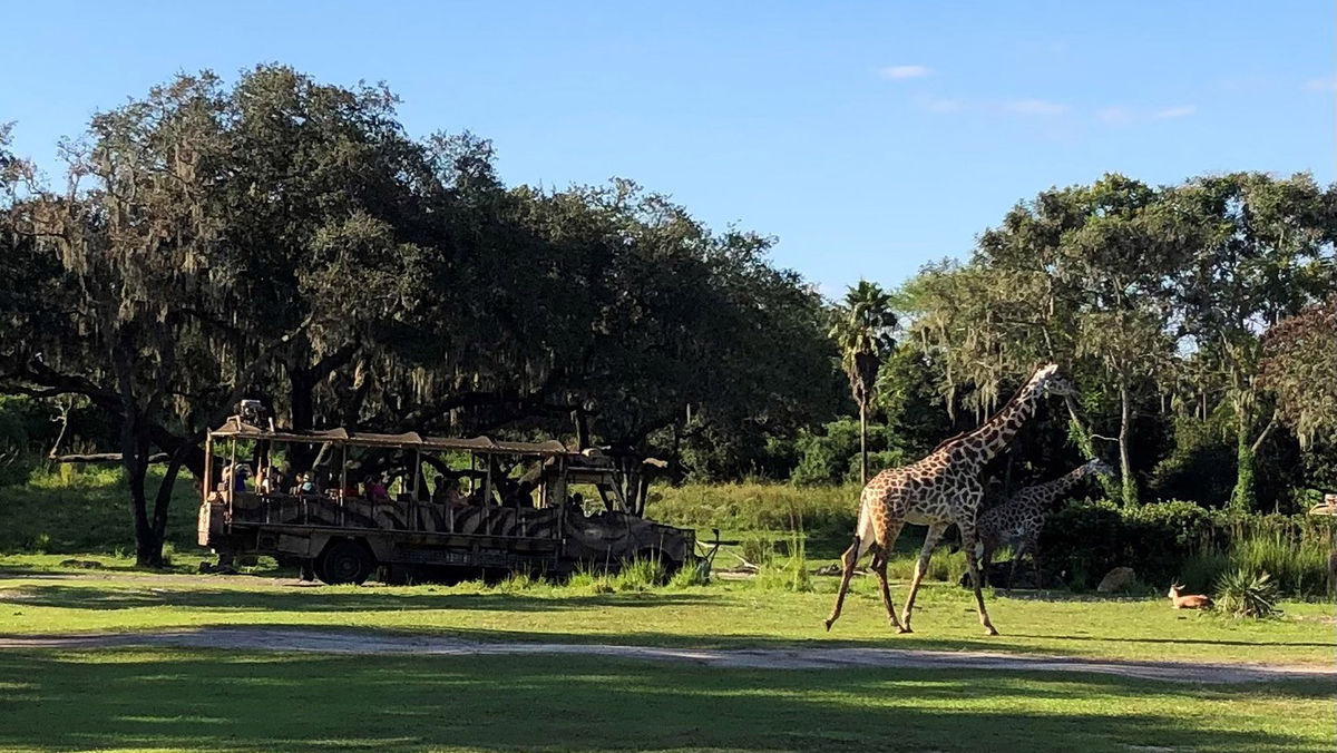 Making the most of a quick visit to Disney's Animal Kingdom: Travel Weekly