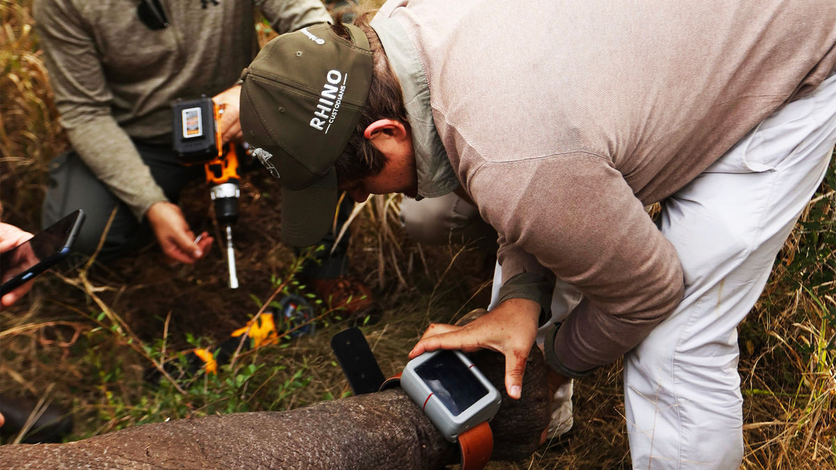 La reserva de caza de Sudáfrica recurre a la IA para combatir la caza furtiva de rinocerontes: Travel Weekly