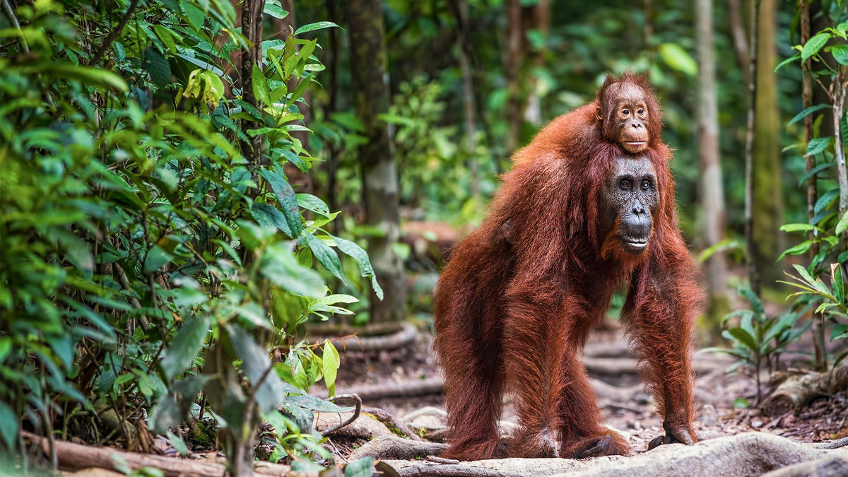 Contiki adds tour of Borneo and three other Asia trips to its 2025 lineup: Travel Weekly