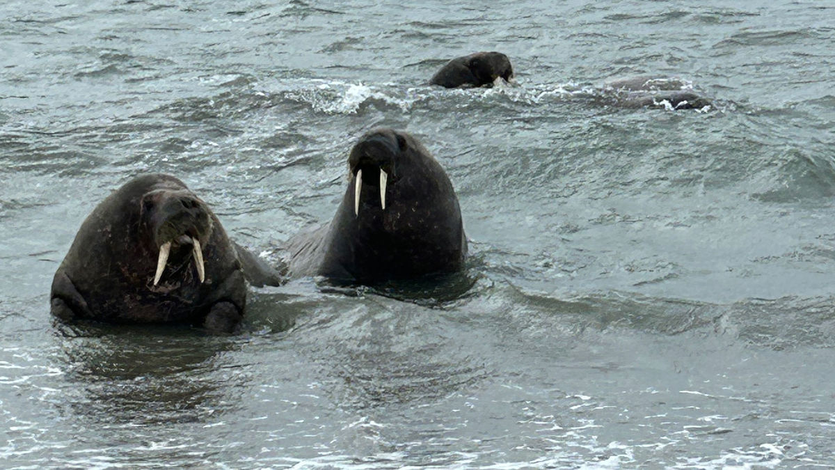 Dispatch, Norway: Wildlife sightings in the Arctic Circle
