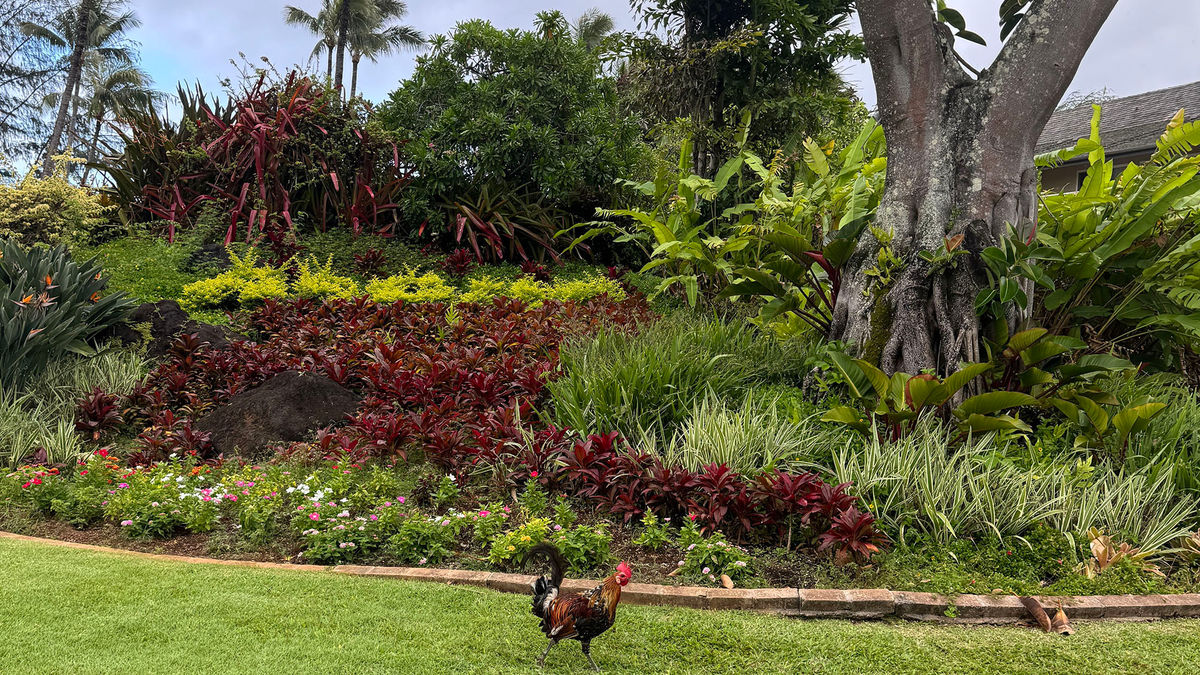 Hawaii tourism 'largely returned to normal' after storms Lala and Moke
