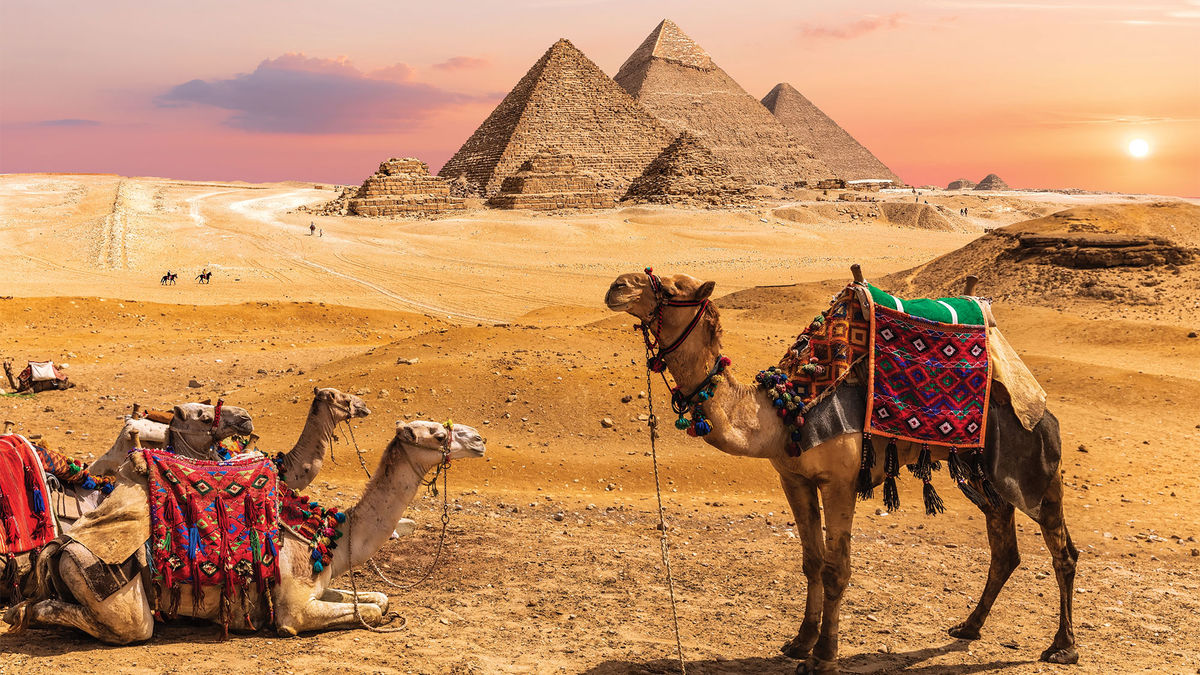 PETA's campaign spurs tour companies to drop camel rides in Egypt
