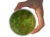 petri dish