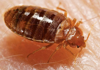 BEDBUG
