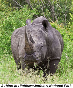 Rhinoceros, Hluhluwe-Imfolozi National Park, South Africa