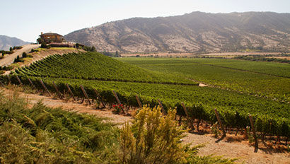 Santa Cruz vineyard