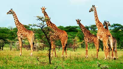 Giraffes in Kenya