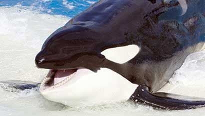 Killer whale at SeaWorld