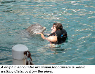 Dolphin encounter
