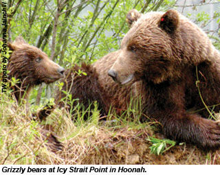 Bears in Alaska