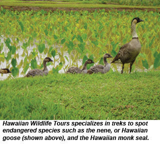 HAW-Nene
