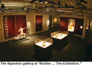 The digestion gallery at Bodies...The Exhibition