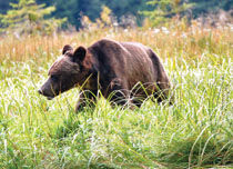 T0623GRIZZLY