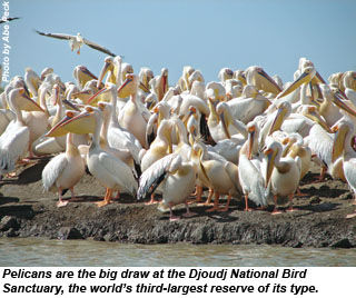 AFR-SenegalPelicans