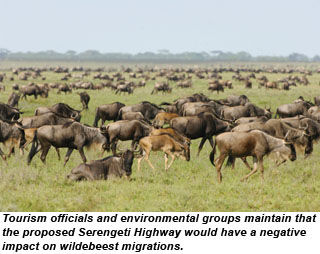 AFRICA-SerengetiWildebeest