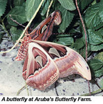 ARU-Butterfly