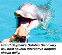 CAYS-dolphin