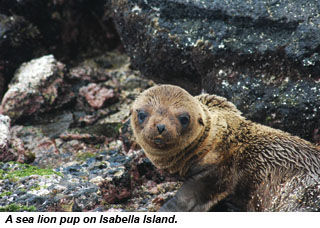 Sea lion